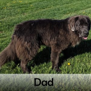 dad