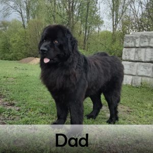 dad