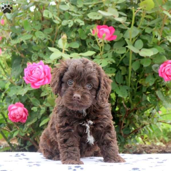 Daffodil, Cockapoo Puppy