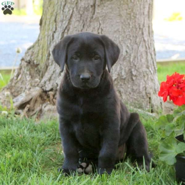 Daffodil, Black Labrador Retriever Puppy