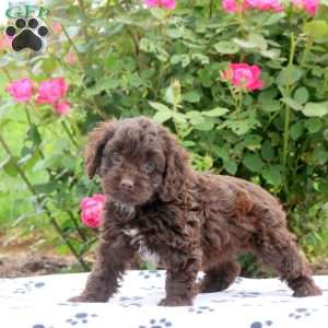 Daffodil, Cockapoo Puppy