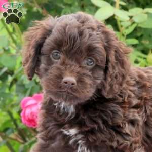 Daffodil, Cockapoo Puppy