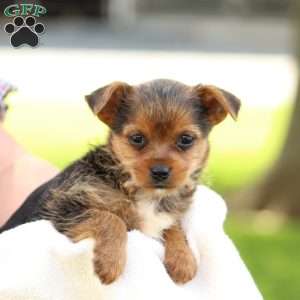 Daffodill, Yorkie Mix Puppy