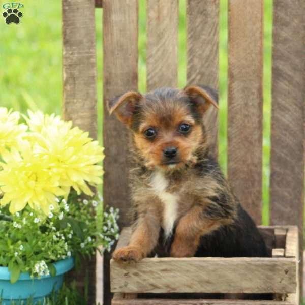 Daffodill, Yorkie Mix Puppy