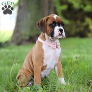 Daffy, Boxer Puppy