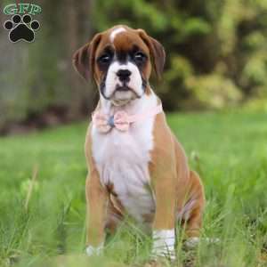 Daffy, Boxer Puppy
