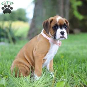 Daffy, Boxer Puppy