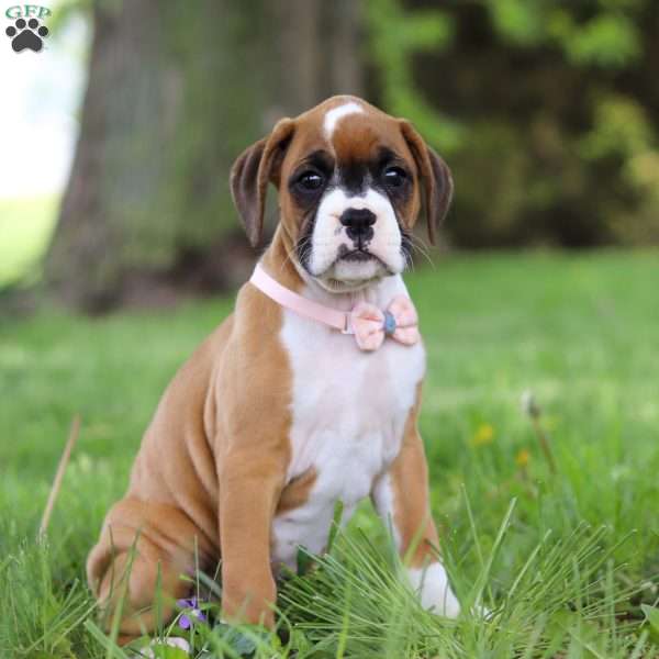 Daffy, Boxer Puppy
