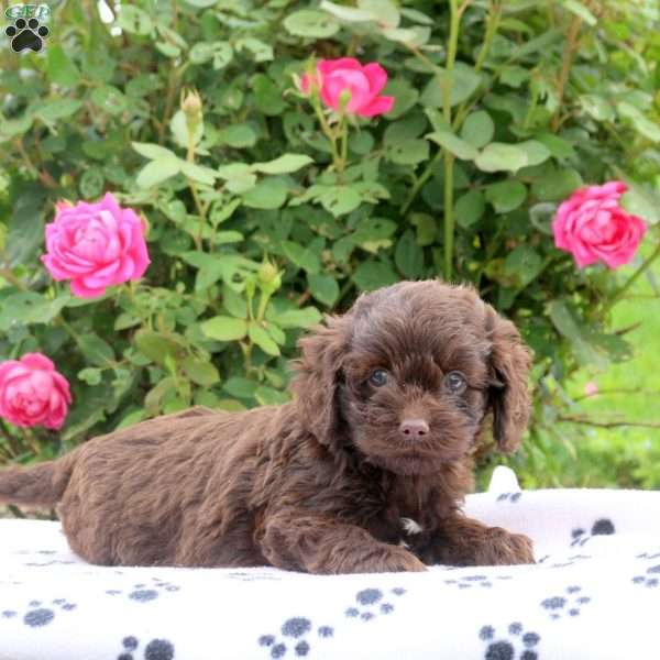 Dahlia, Cockapoo Puppy