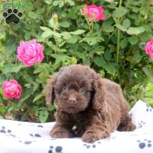 Dahlia, Cockapoo Puppy