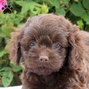 Dahlia, Cockapoo Puppy