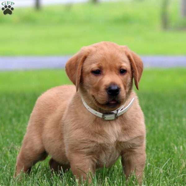 Dahlia, Fox Red Labrador Retriever Puppy