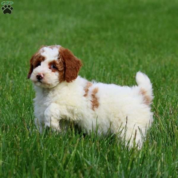 Dahlia, Miniature Poodle Puppy