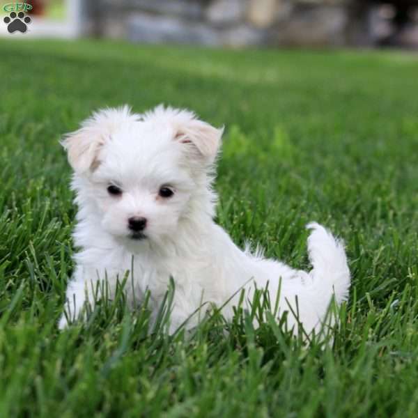 Dahlia, Maltese Puppy