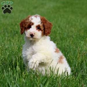 Dahlia, Miniature Poodle Puppy