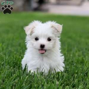 Dahlia, Maltese Puppy