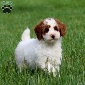 Dahlia, Miniature Poodle Puppy