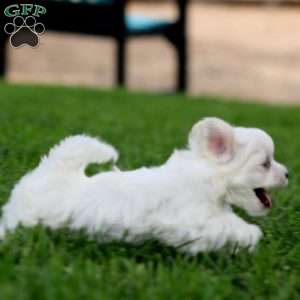 Dahlia, Maltese Puppy
