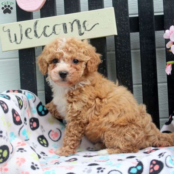 Dahliah, Bich-Poo Puppy