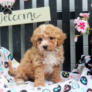 Dahliah, Bich-Poo Puppy