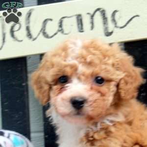 Dahliah, Bich-Poo Puppy