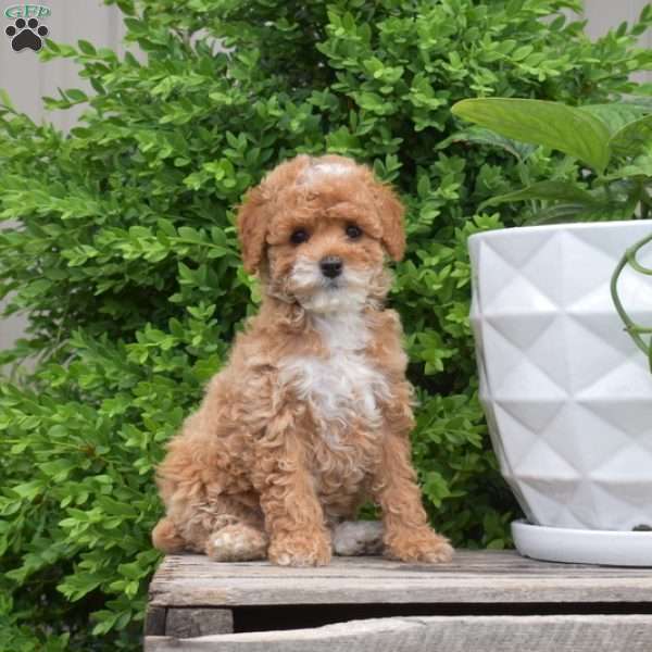Daisy, Miniature Poodle Puppy