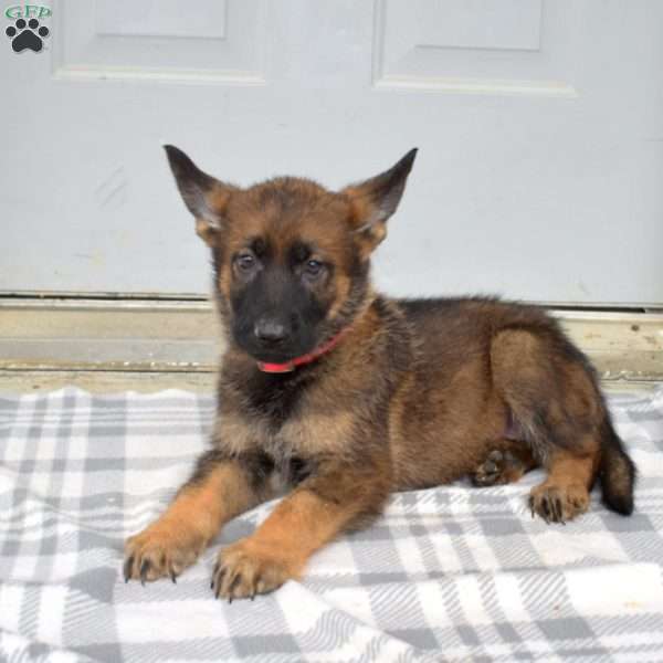 Daisy, German Shepherd Puppy