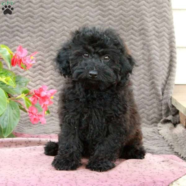 Daisy, Miniature Poodle Puppy