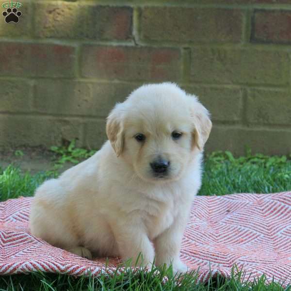 Daisy, Golden Retriever Puppy
