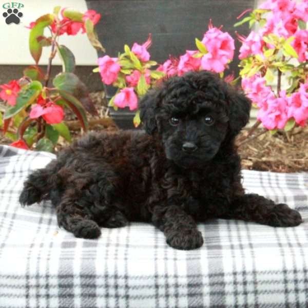 Daisy, Miniature Poodle Puppy