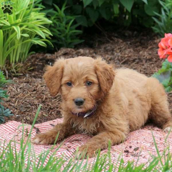 Daisy, Mini Goldendoodle Puppy