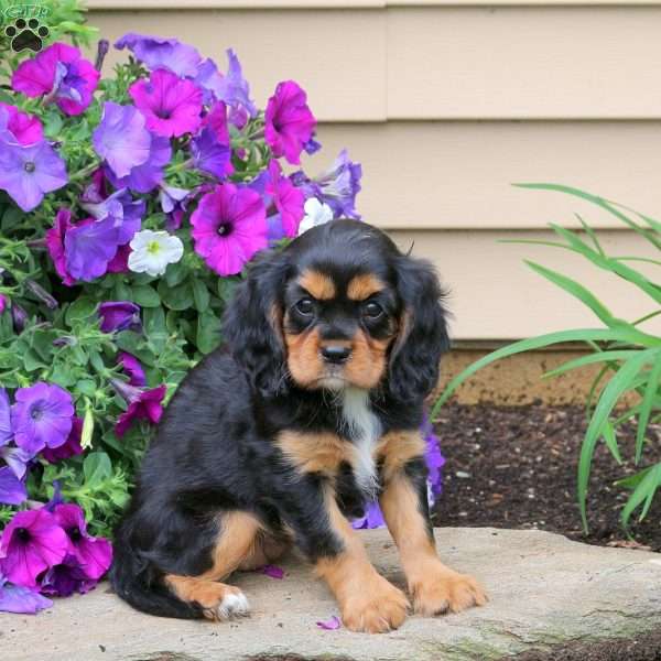 Daisy, Cavalier King Charles Spaniel Puppy