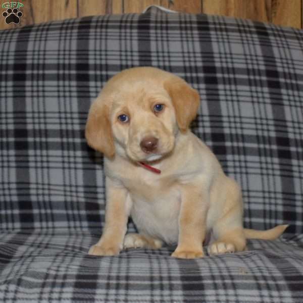 Daisy, Labradoodle Puppy
