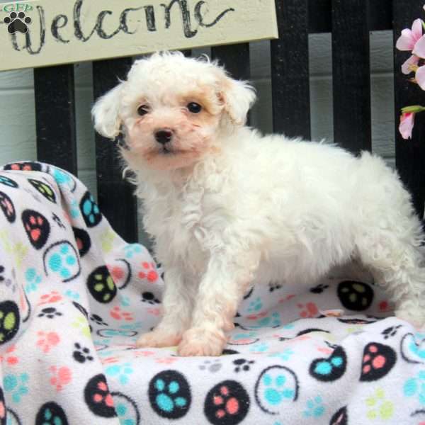 Daisy, Bich-Poo Puppy