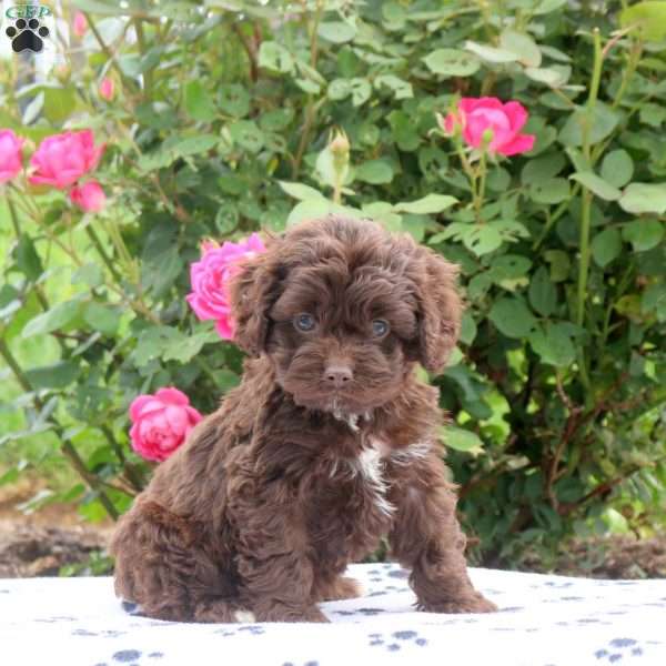 Daisy, Cockapoo Puppy