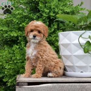 Daisy, Miniature Poodle Puppy