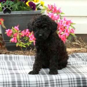 Daisy, Miniature Poodle Puppy