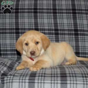 Daisy, Labradoodle Puppy