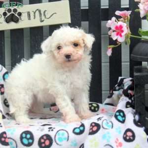 Daisy, Bich-Poo Puppy