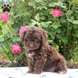 Daisy, Cockapoo Puppy