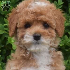 Daisy, Miniature Poodle Puppy