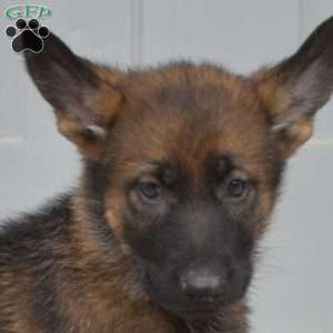 Daisy, German Shepherd Puppy