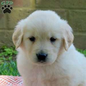 Daisy, Golden Retriever Puppy