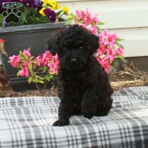 Daisy, Miniature Poodle Puppy