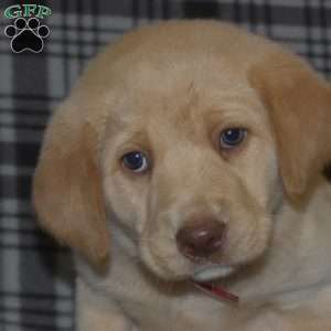 Daisy, Labradoodle Puppy