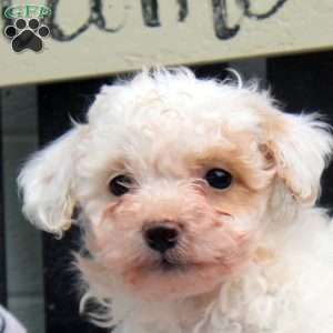 Daisy, Bich-Poo Puppy