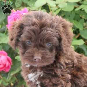 Daisy, Cockapoo Puppy