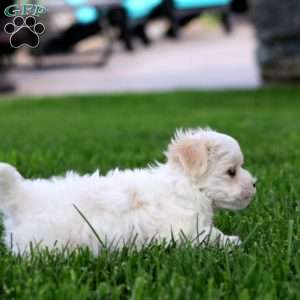 Daisy, Maltese Puppy