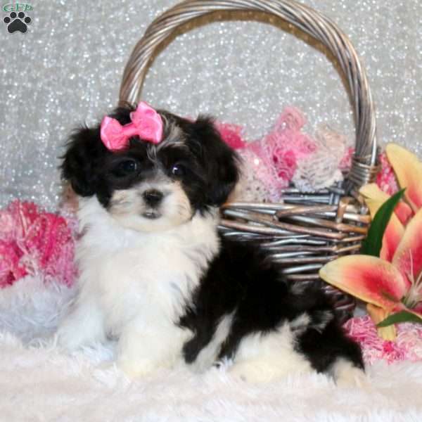 Daisy, Teddy Bear Puppy
