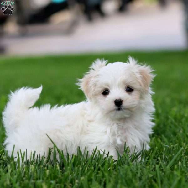 Daisy, Maltese Puppy